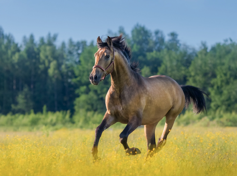 galoppierendes Pferd