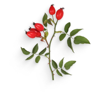 A red rose with green leaves on a black background