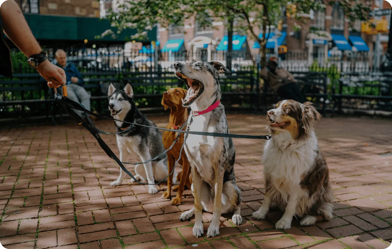 A group of dogs that are on a leash