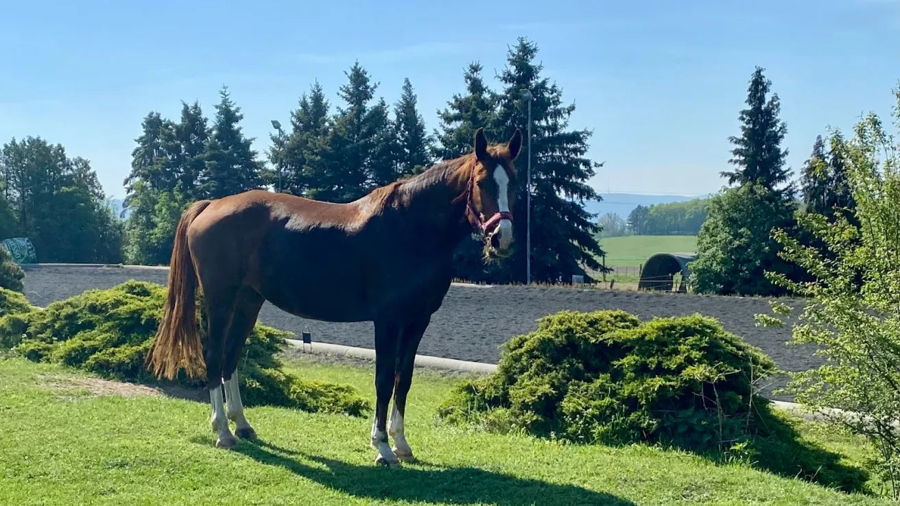 A brown horse standing on top of a lush green field